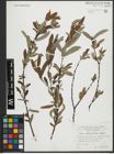 Foto von Salix salviifolia Brot.